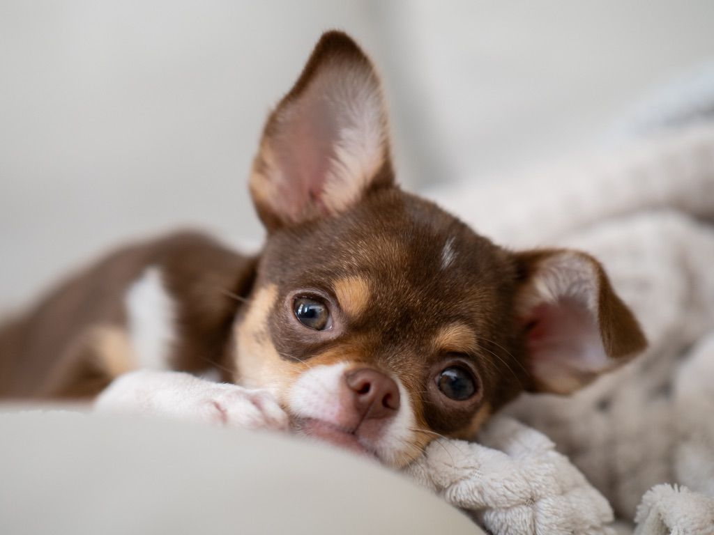Perro Chihuahua: origen, características y cuidados