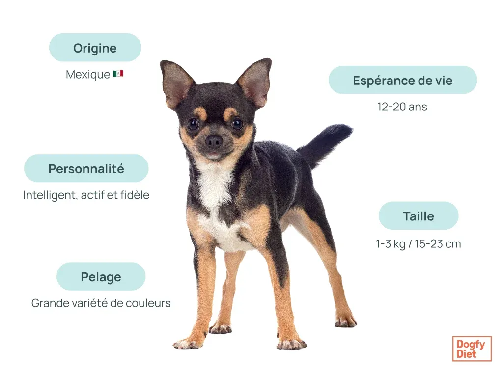 Caractéristiques du chihuahua