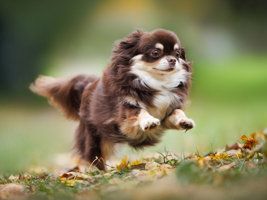 Chihuahua de pelo largo: Características y cuidados de la variedad mariposa