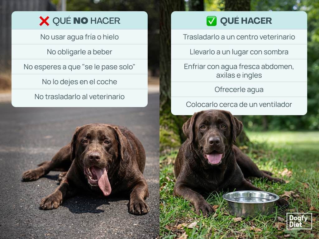 ¿Qué hacer ante un golpe de calor en mascotas?