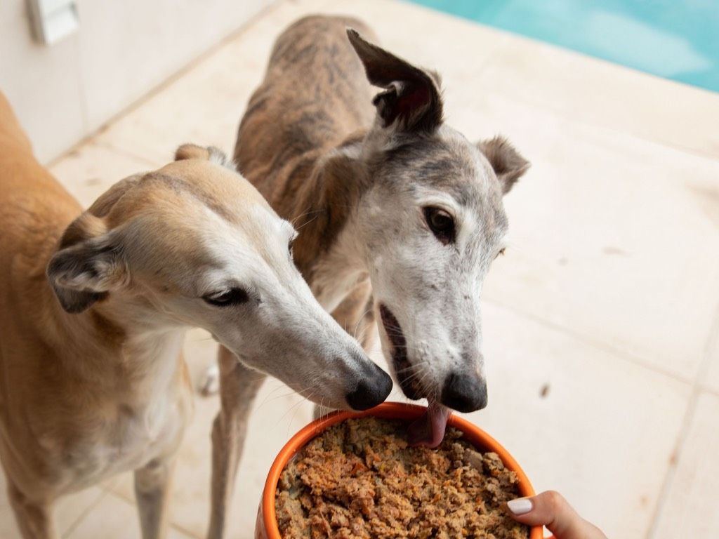 Galgo: características, carácter y guía completa de la raza