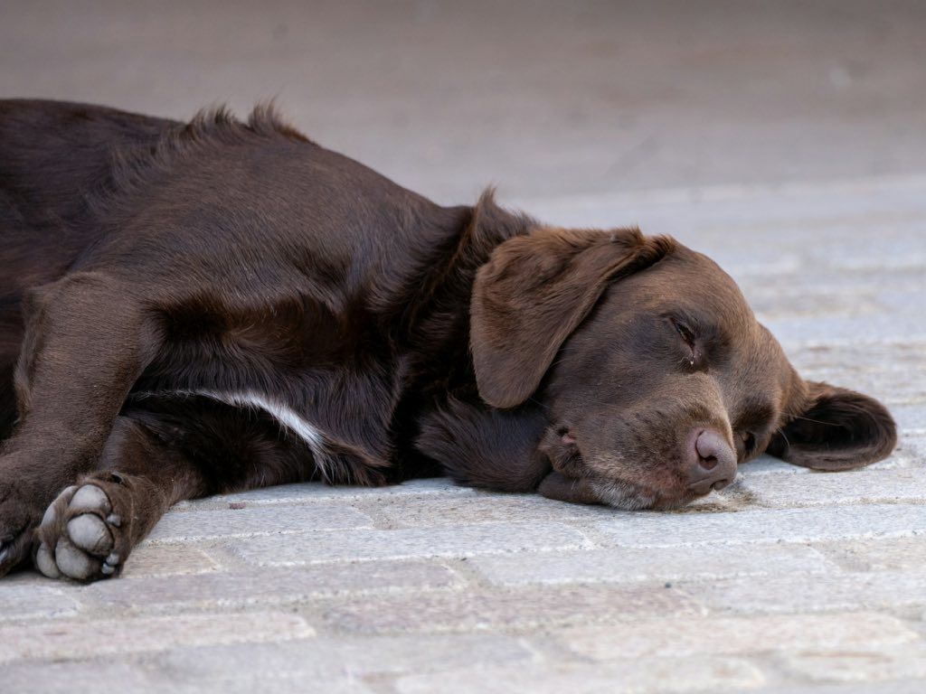 Golpe de calor en perros: Síntomas, qué hacer y cómo prevenirlo