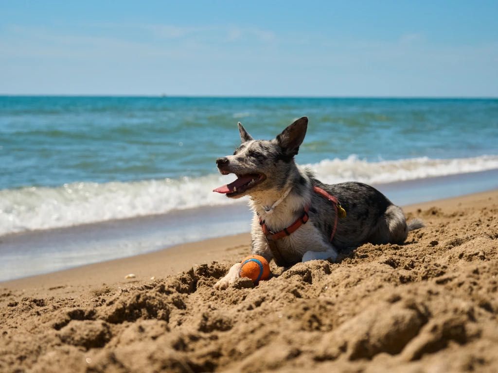 Las mejores playas para perros en Cataluña: Guía completa 2026