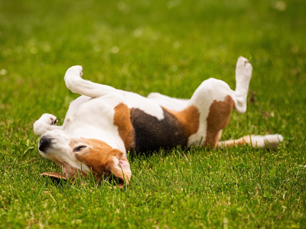 Guía de probióticos para perros, beneficios y opciones naturales