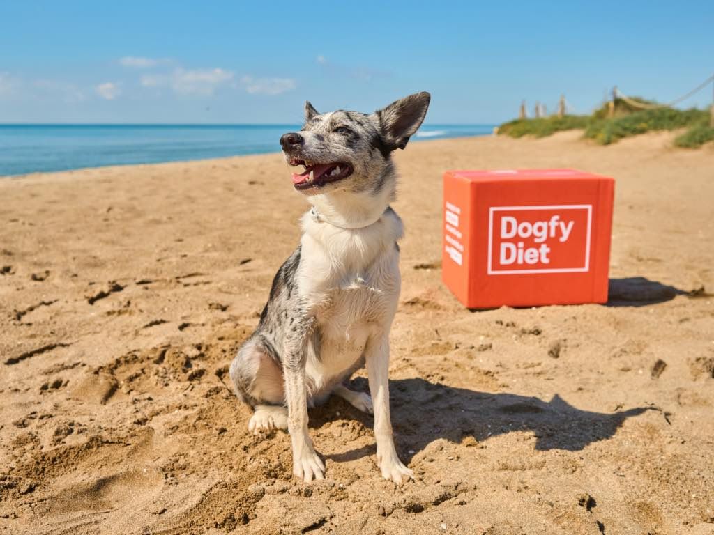 Playas para perros en Barcelona: Guía, Mapa y Normativa 2026