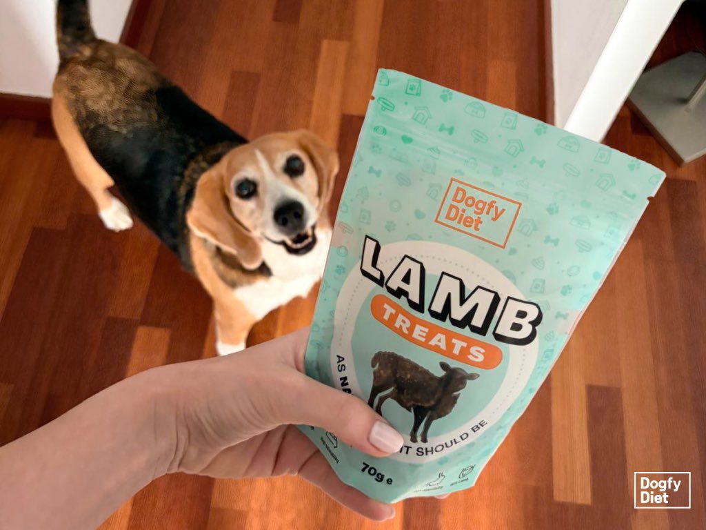 Beagle queriendo comer las chuches de Dogfy