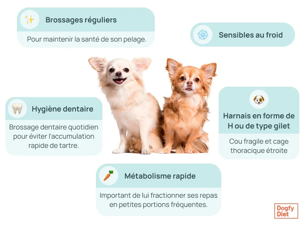 soins de base pour la santé du Chihuahua