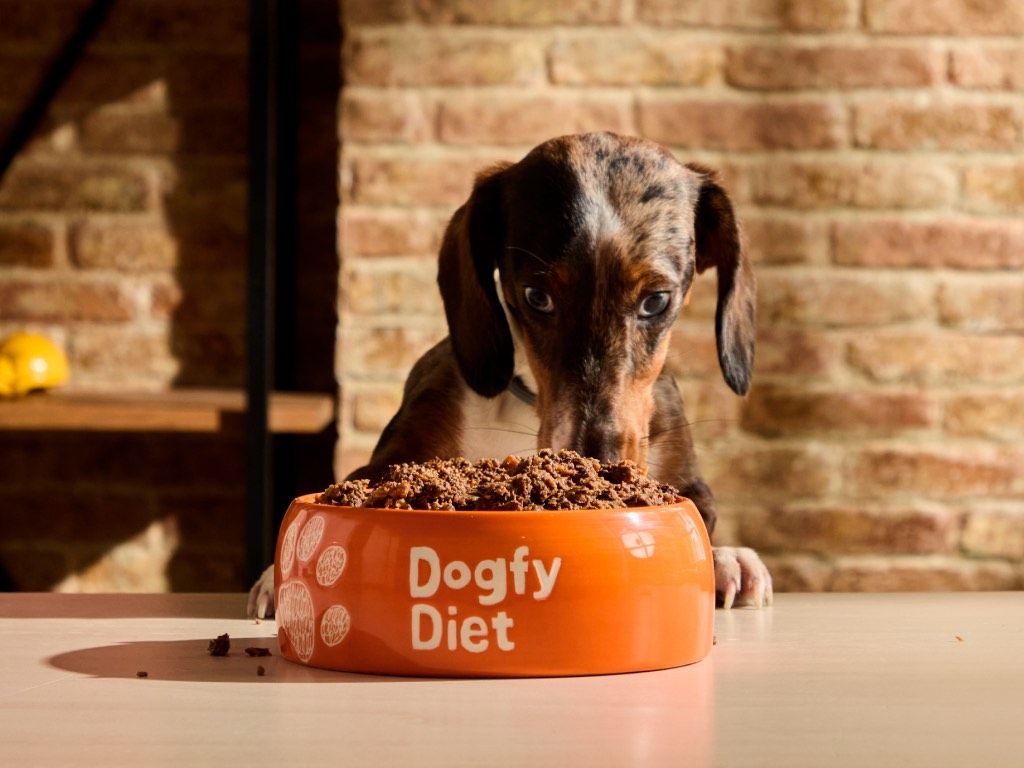 La mejor comida para perros salchichas (Teckel): Guía de alimentación natural