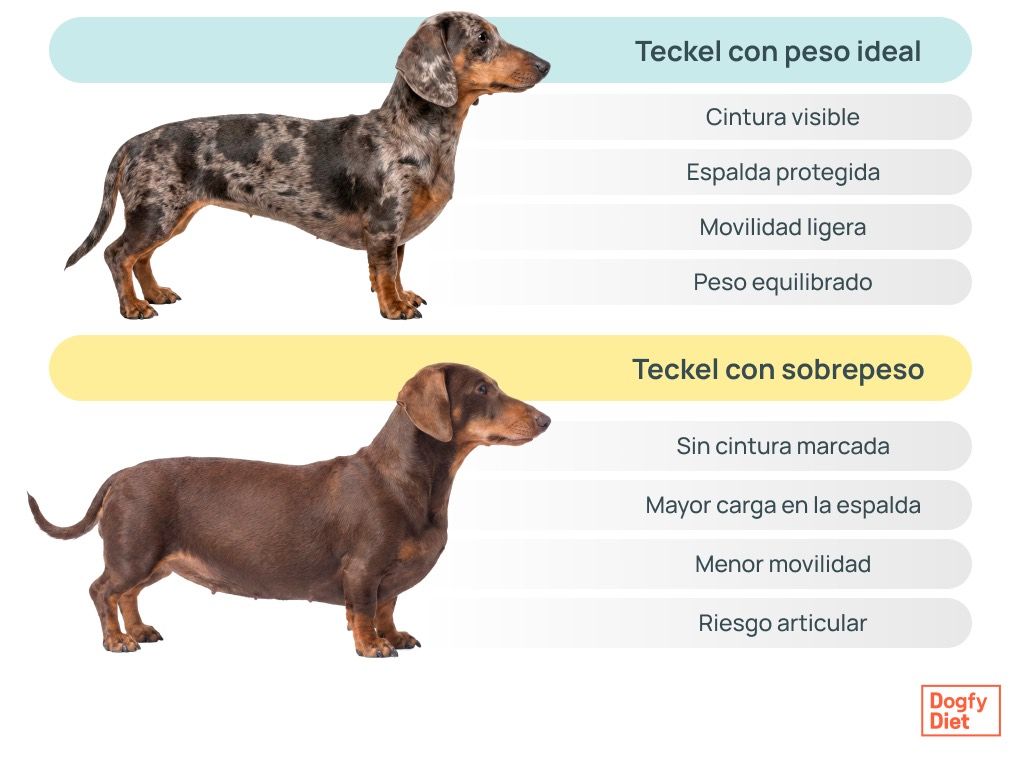 Teckel peso ideal vs sobrepeso