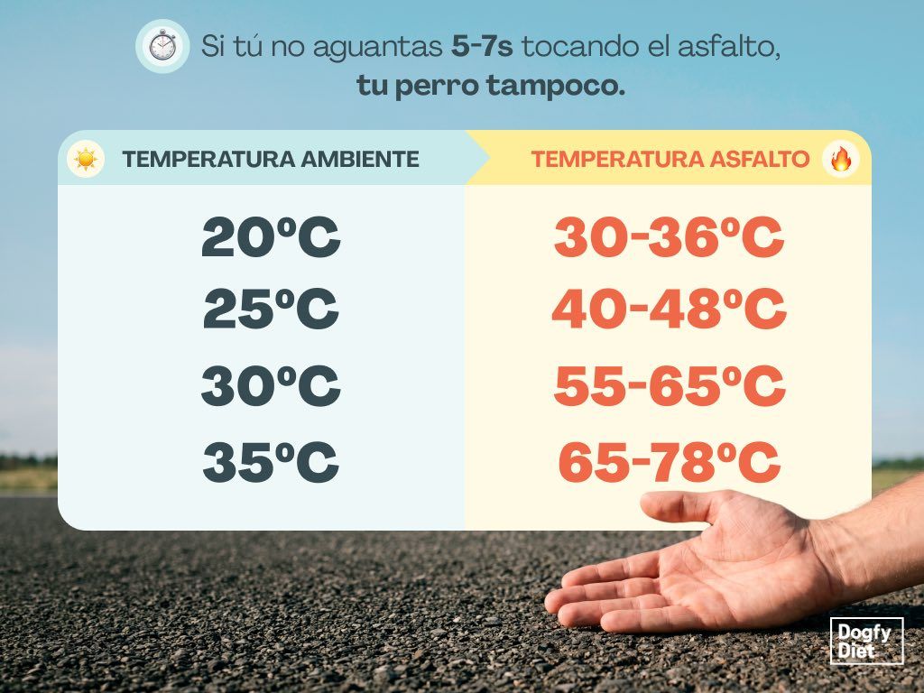 Truco de la mano en el asfalto para ver si es seguro salir a pasear a tu perro durante las horas de más calor en verano
