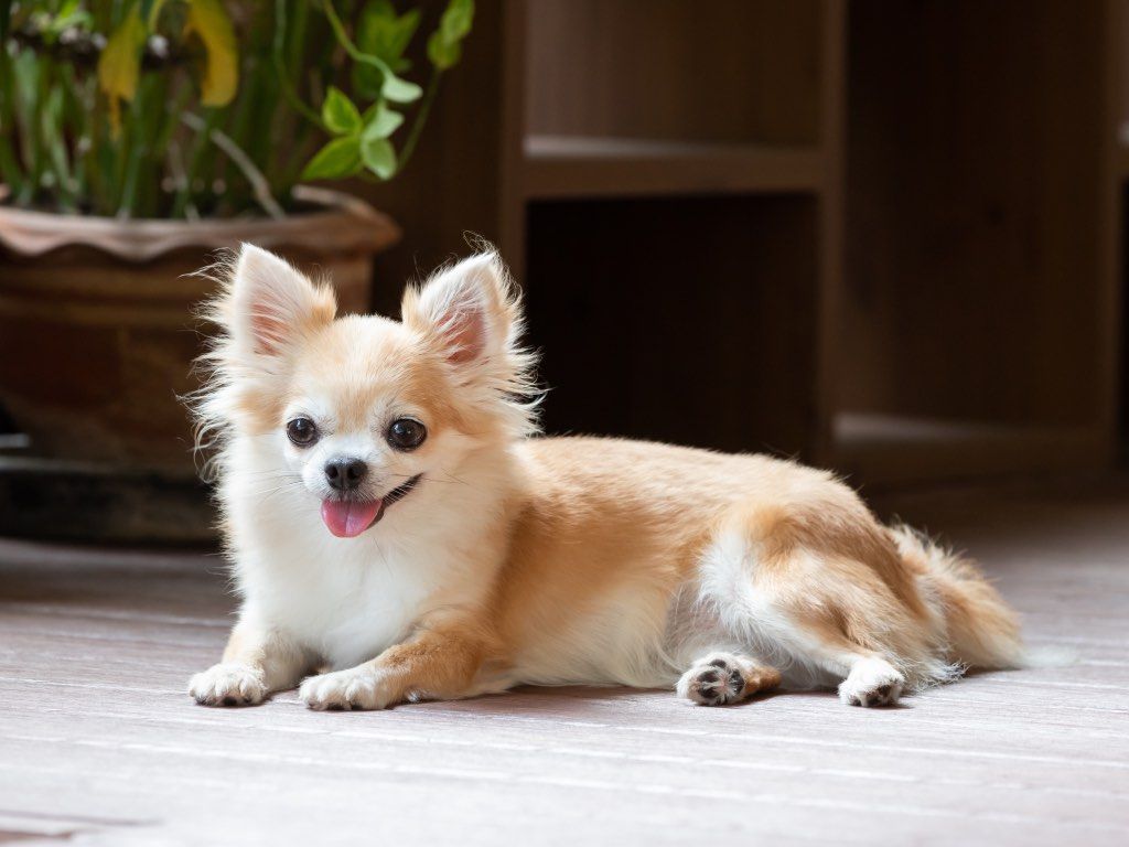 Chihuahua toy o miniatura: tamaño, peso y cuidados