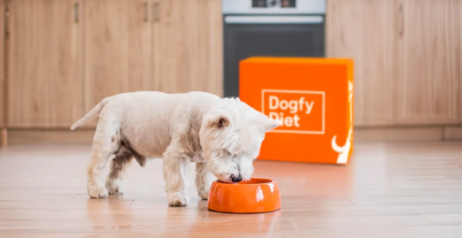 Cantidad de comida para perros, ración diaria y tomas