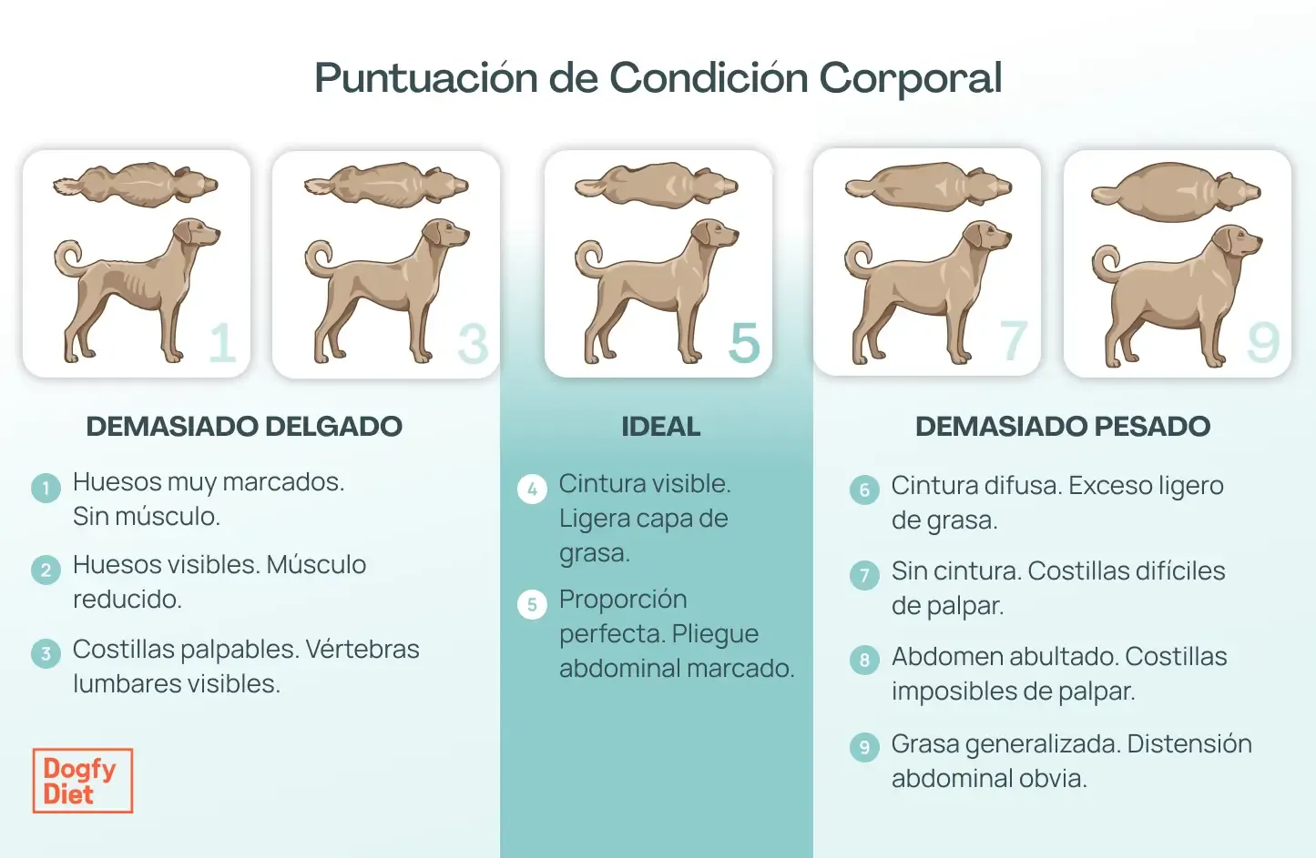 Puntuación de condición corporal que debe tener un perro para estar en su peso ideal