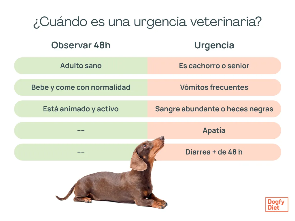 Indicaciones para averiguar cuando es una urgencia veterinaria