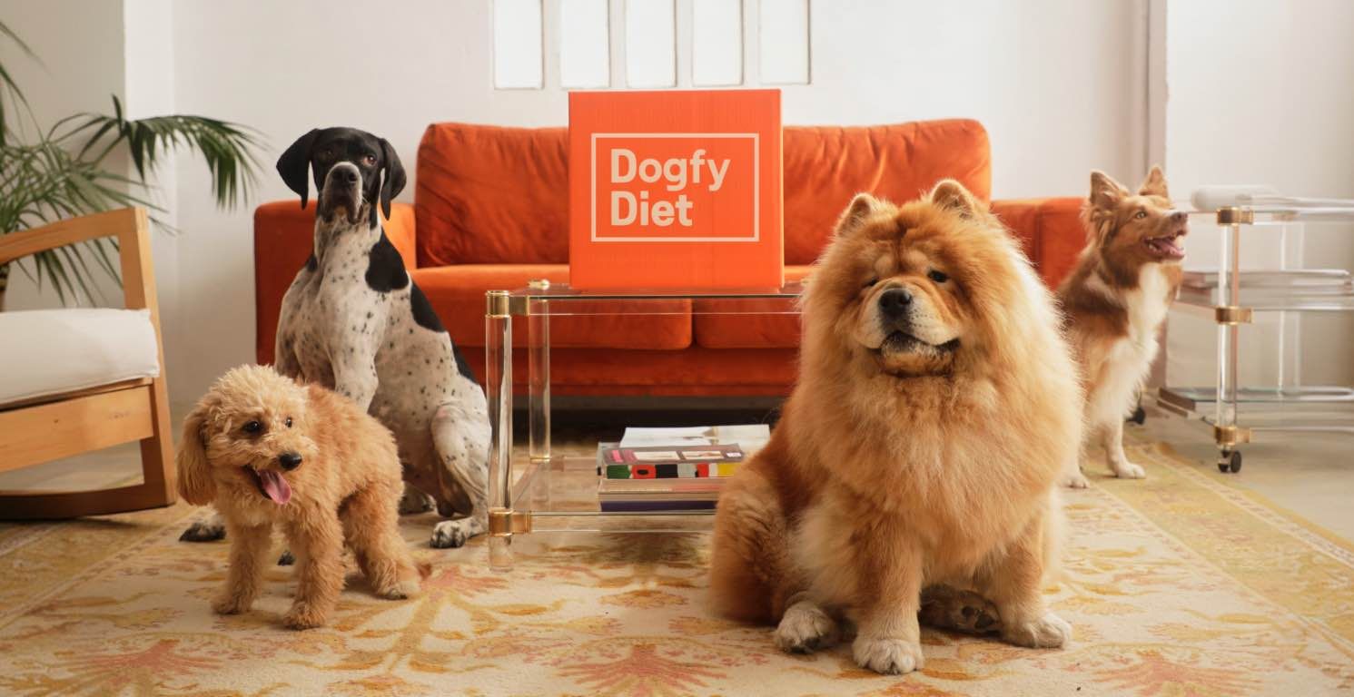 Día del perro: ¿Por qué se celebra cada 21 de julio?