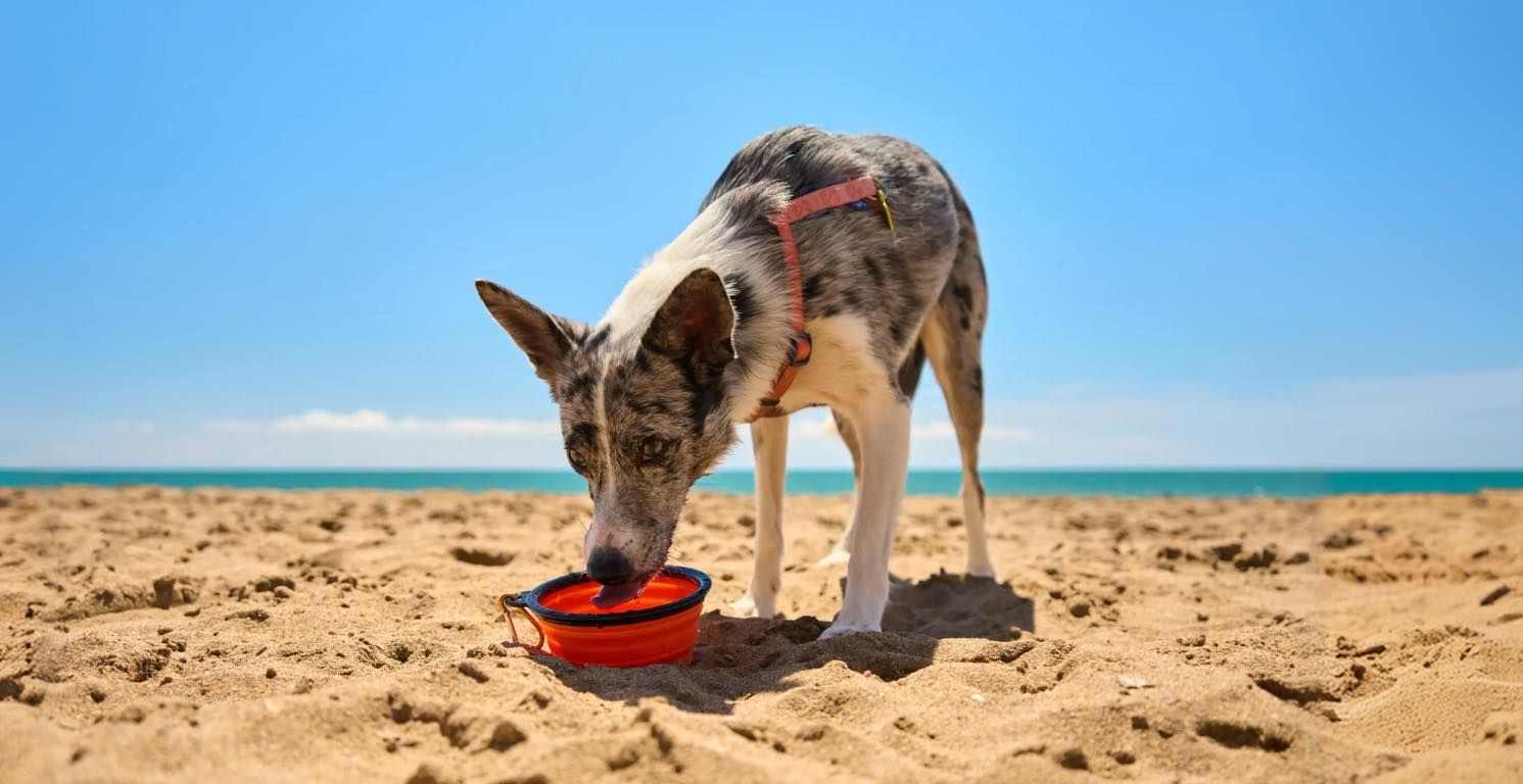 ¿Por qué mi perro bebe mucha agua? Guía sobre hidratación