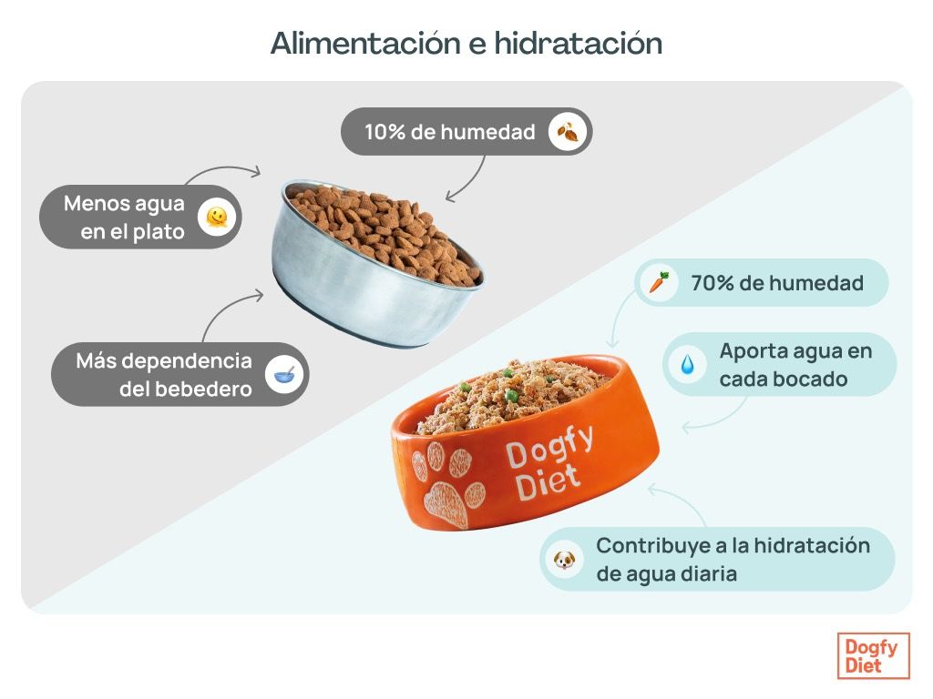 Diferencias entre comida húmeda de Dogfy y comida seca