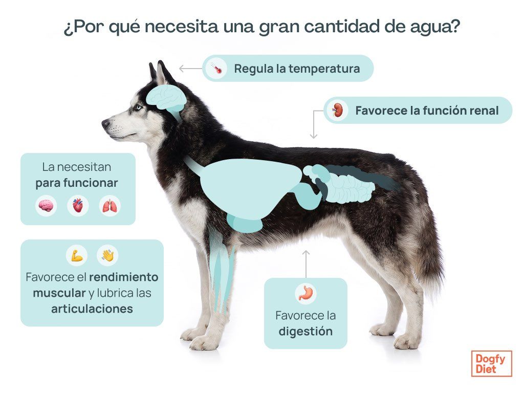 Por qué un perro bebe mucha agua y su importancia