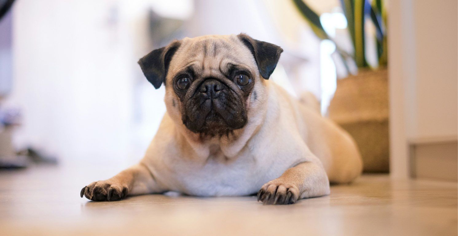 Perro raza Pug o Carlino: Origen, características y cuidados