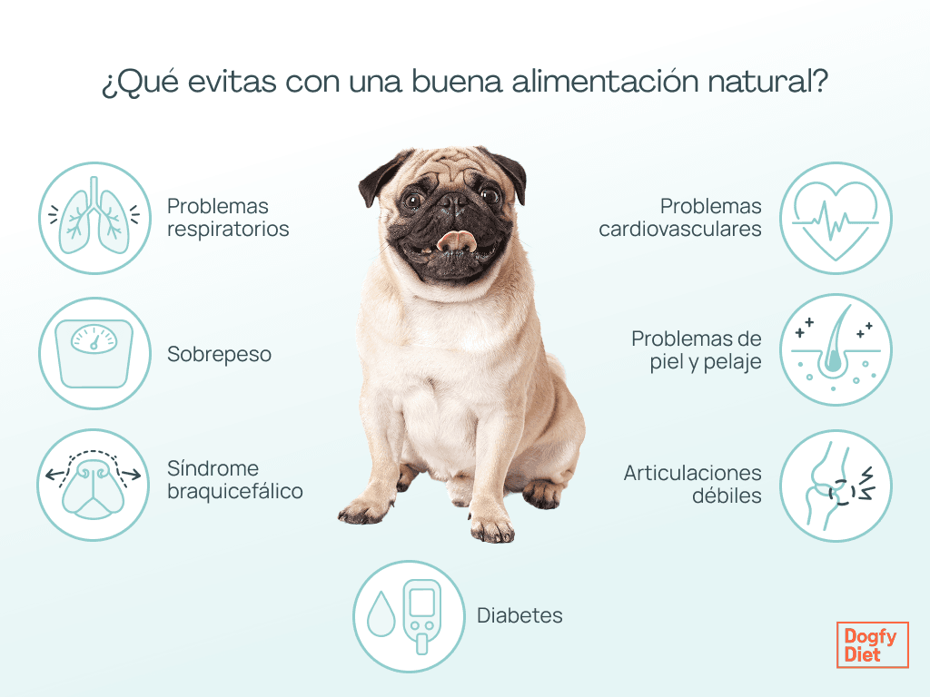 Enfermedades que puedes evitar ofreciendo un buena alimentación a un Pug