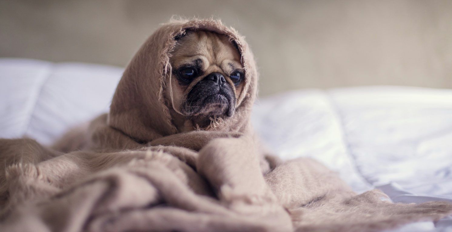 Cómo ayudar a tu perro si sufre ansiedad por separación