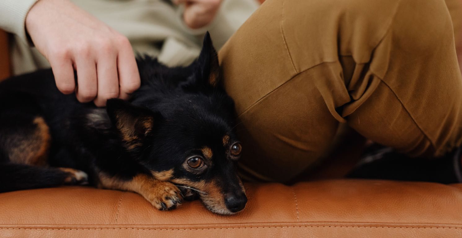 Ansiedad en perros: síntomas y cómo tratarla
