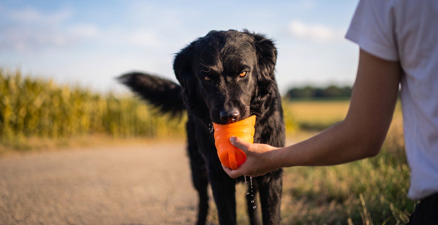 Deshidratación en perros: Síntomas, tratamiento y prevención