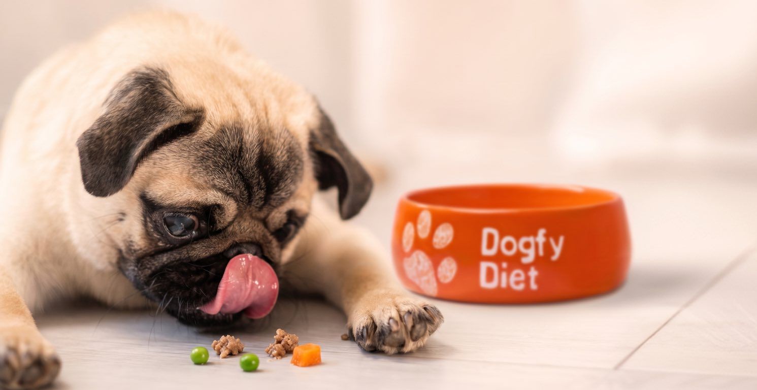 Mejor comida para Pug o Carlino: guía de alimentación natural