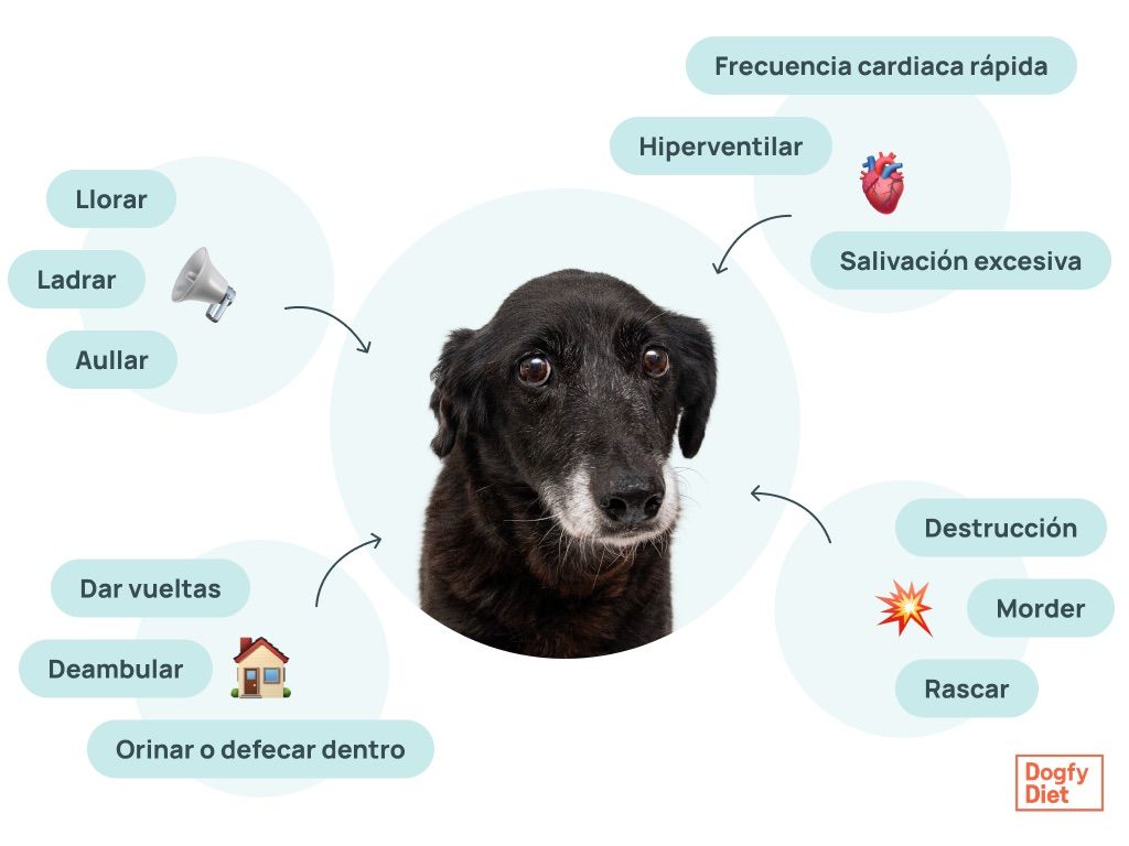 síntomas de la ansiedad por separación