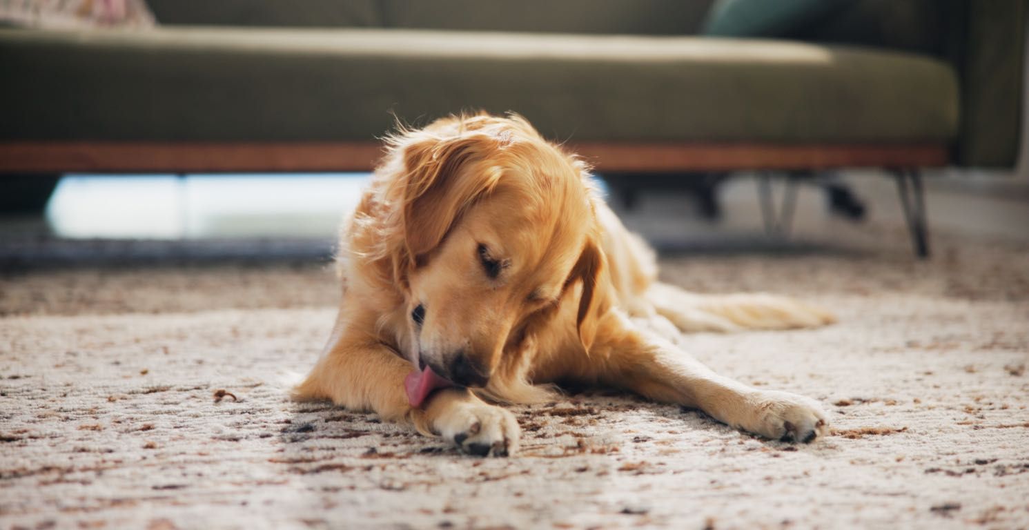 Alergia en perros: síntomas, tipos y tratamiento