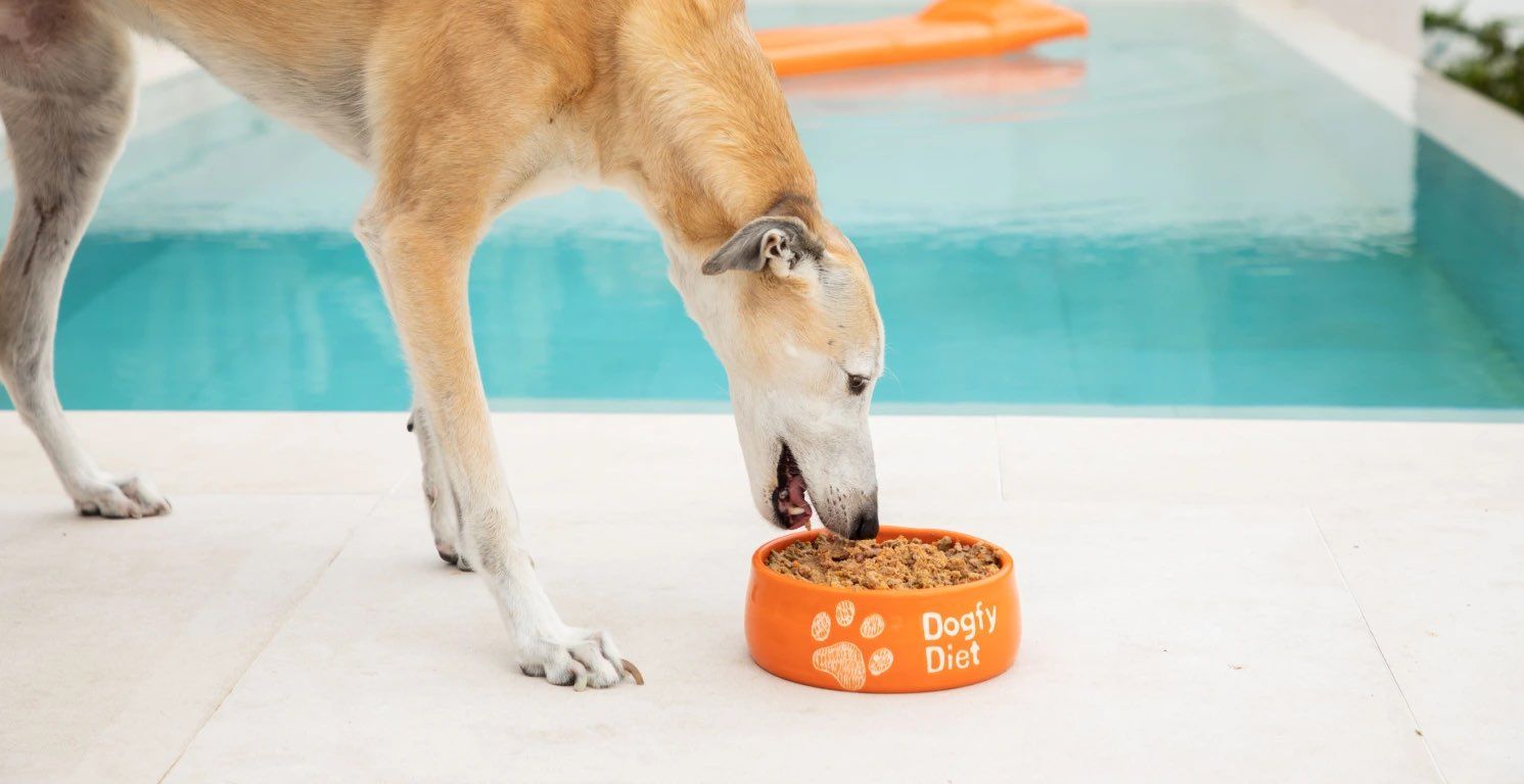 Alimentación del Galgo: ¿Qué come para estar sano?