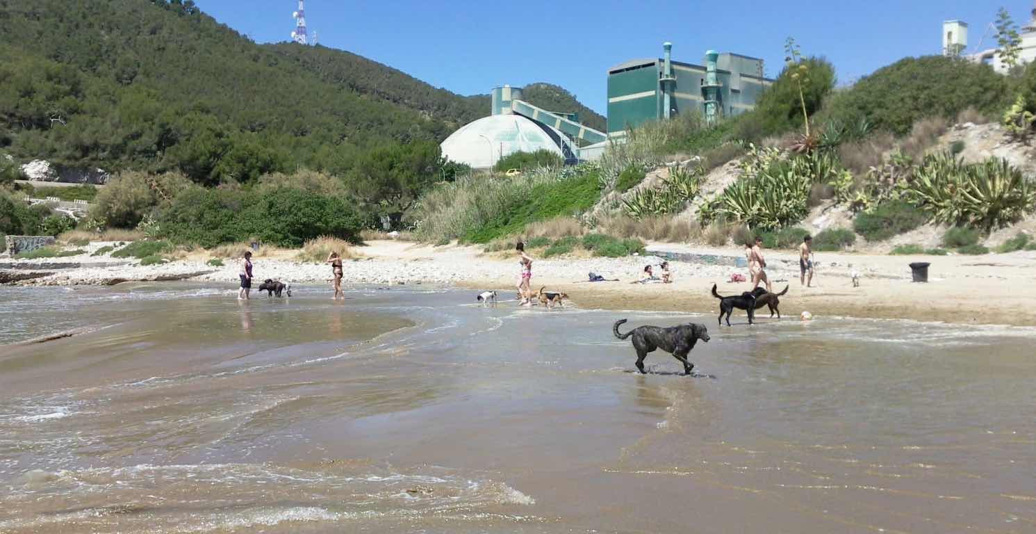 Perros bañándose en Cala Vallcarca en Sitges