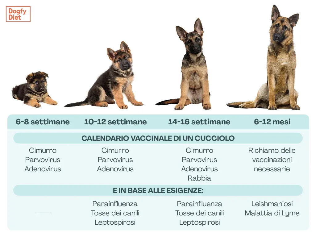 Calendario vaccinazione per cuccioli