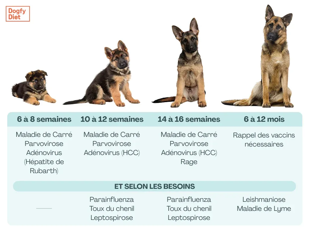 Calendrier de vaccination pour chiots