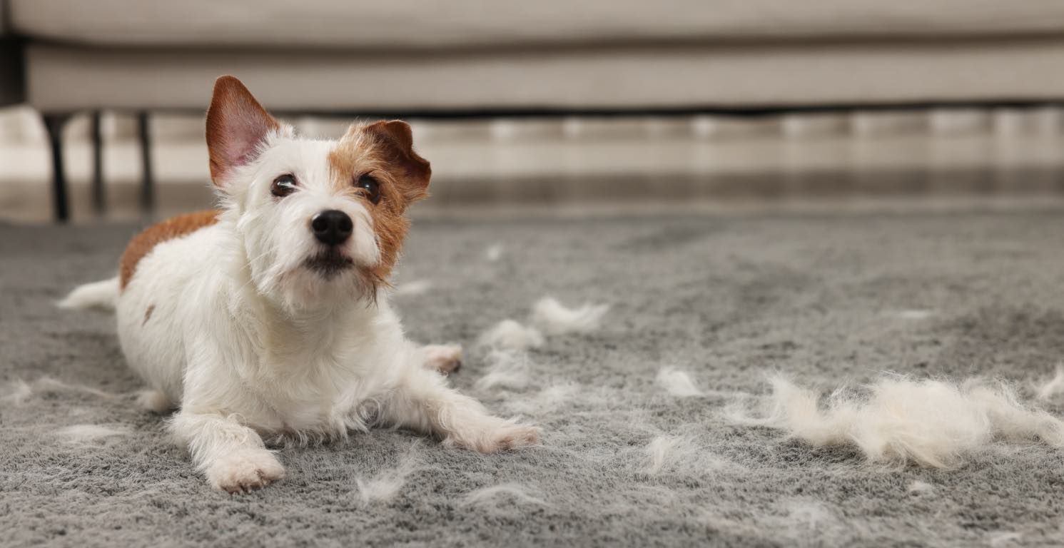 Perdita di pelo nei cani: cause e cosa fare