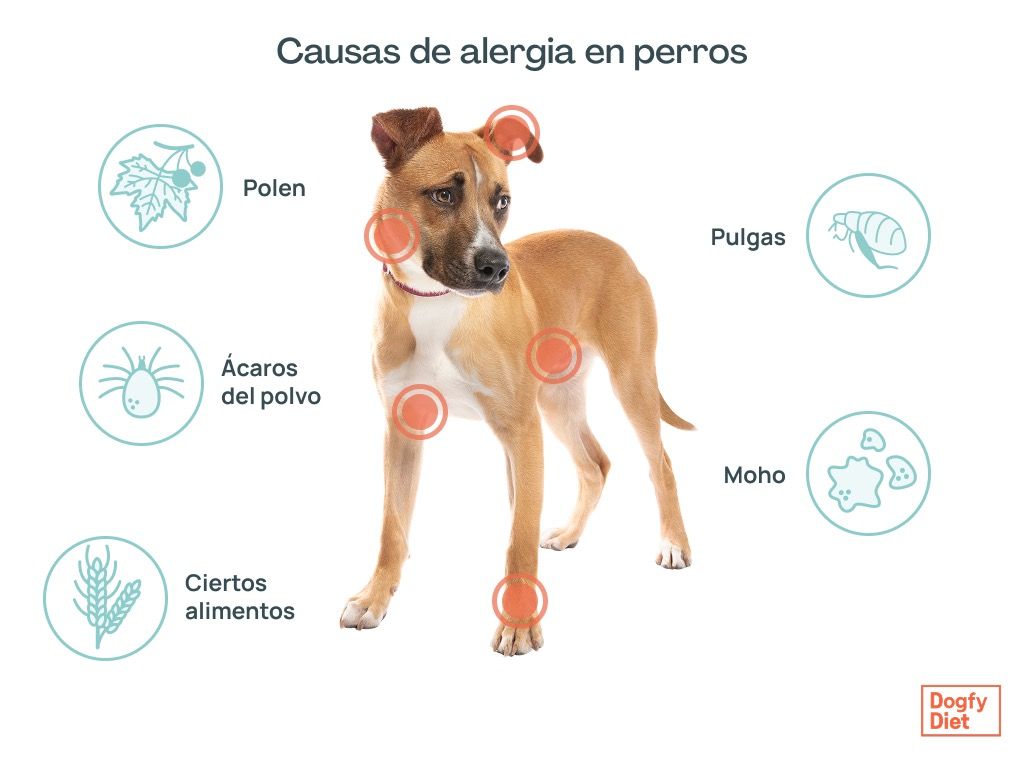  Causas y puntos calientes de alergia en perros