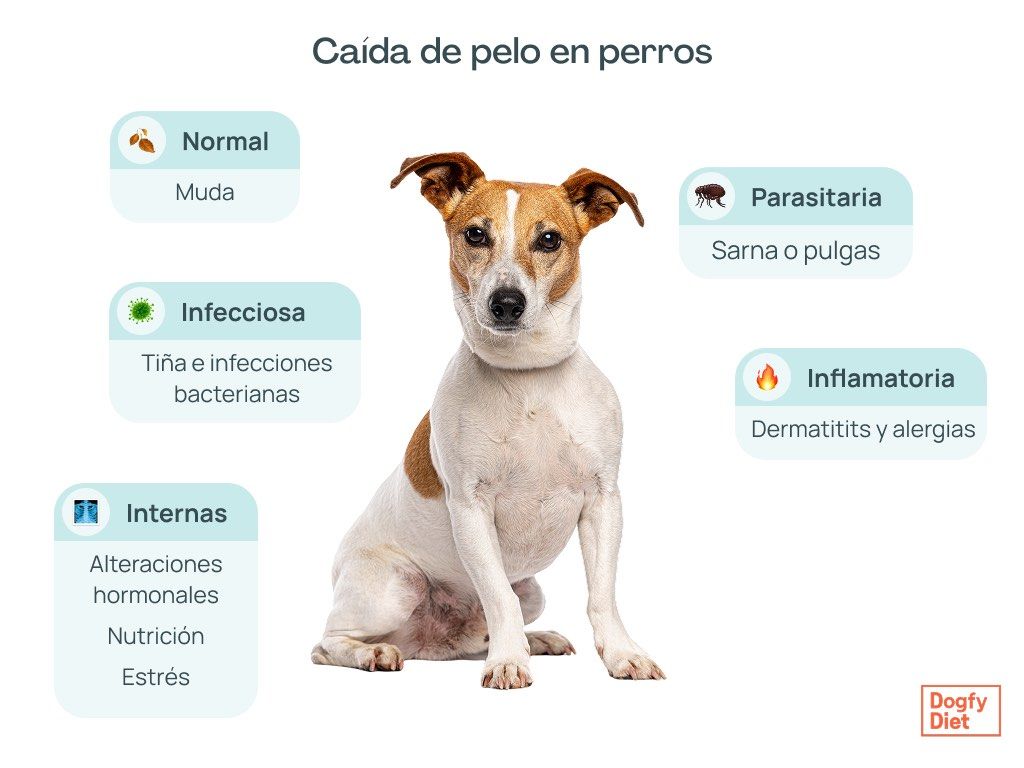 Causas de la caída de pelo en perros