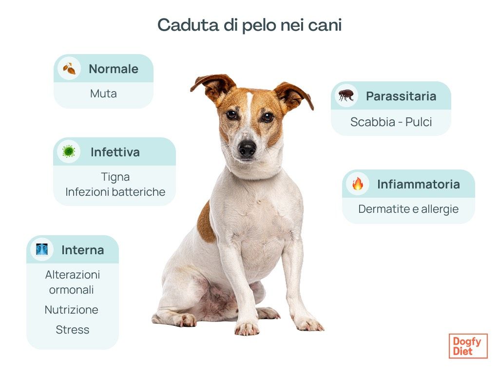 Cause della caduta del pelo nei cani