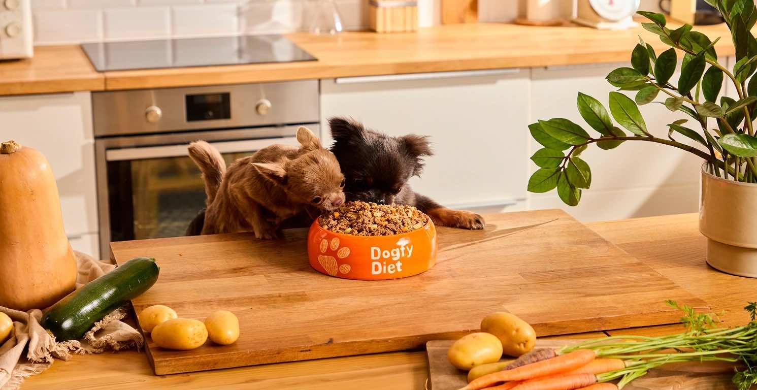 Mejor alimentación para el perro Chihuahua: guía de comida natural