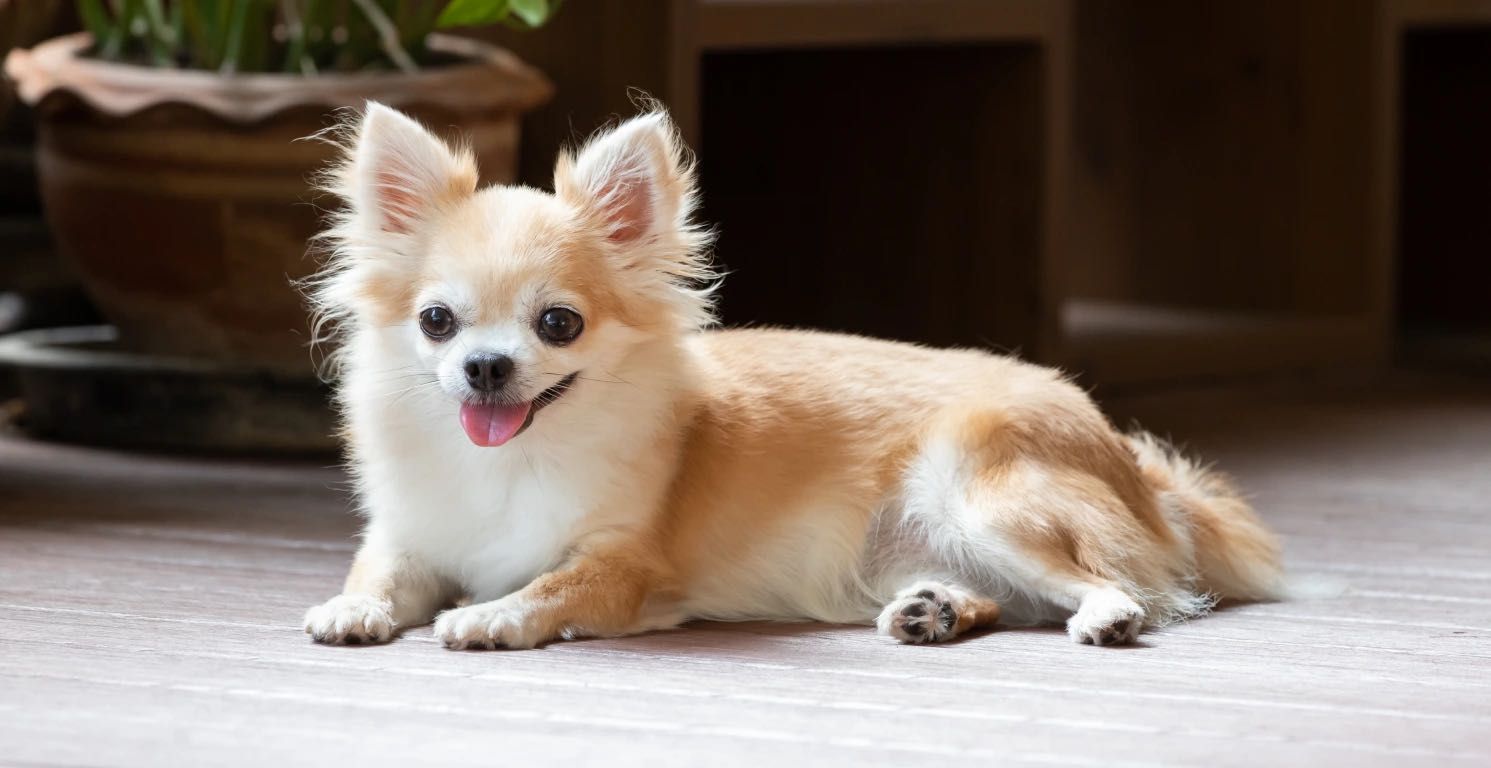 Chihuahua toy o miniatura: tamaño, peso y cuidados
