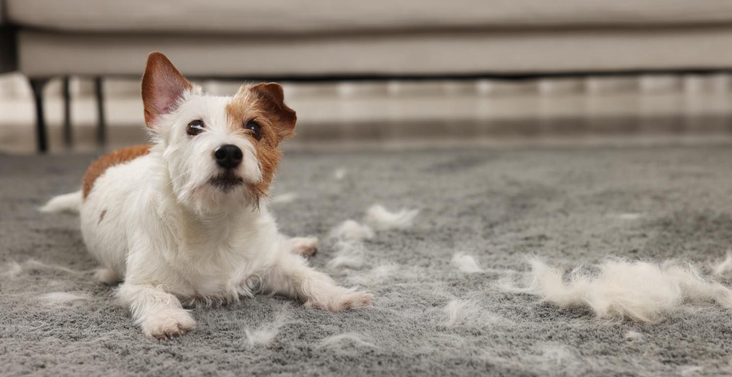 Perte de poils chez le chien : causes et que faire