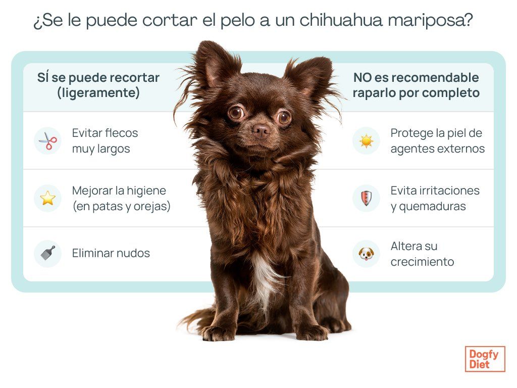 Cuando se le puede recortar el pelaje a un chihuahua de pelo largo
