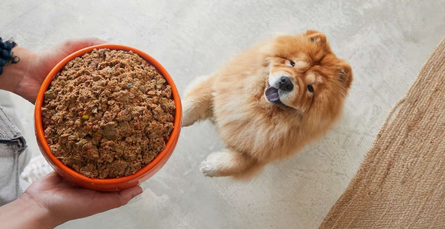 Dieta natural cocinada para perros: Mejor alternativa al pienso