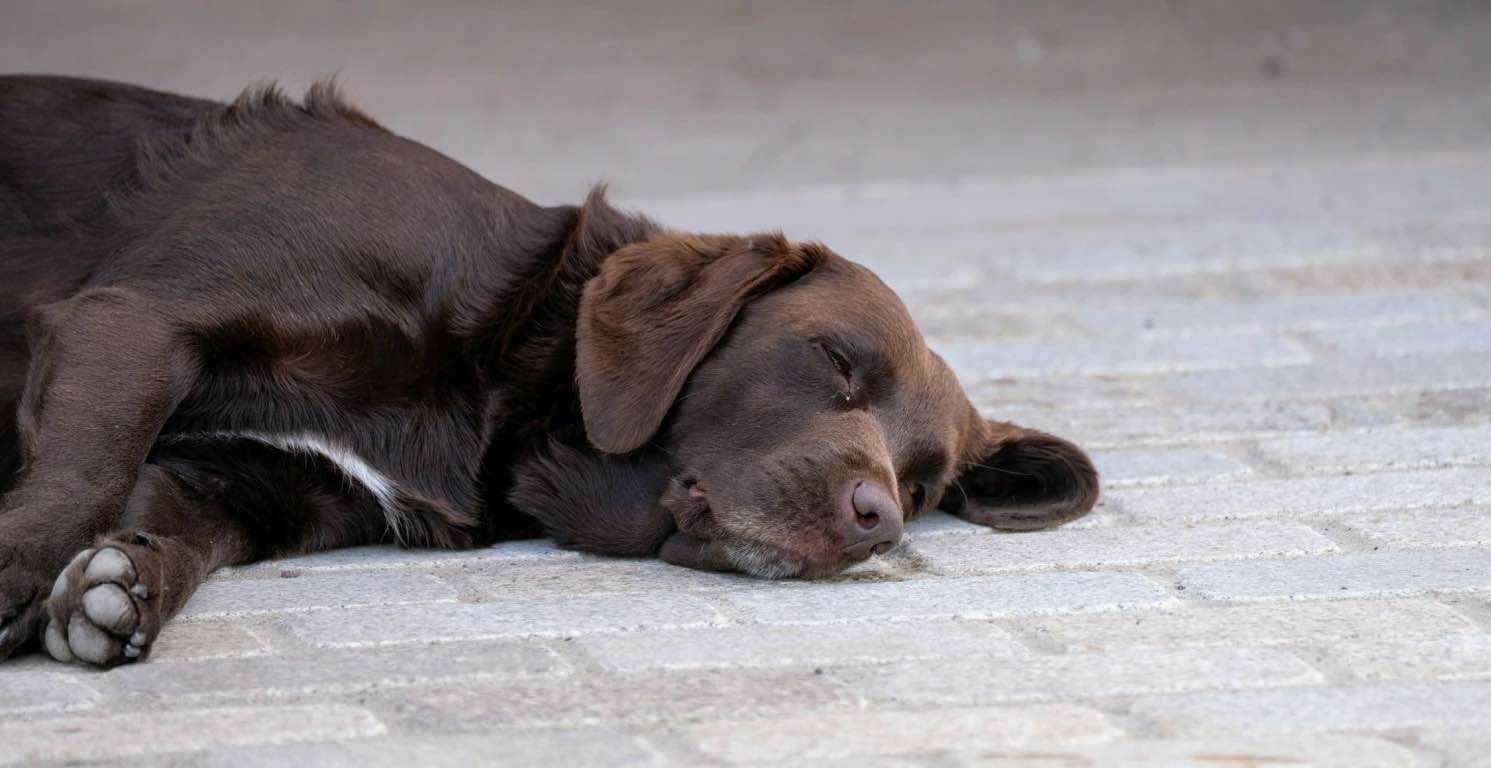 Golpe de calor en perros: Síntomas, qué hacer y cómo prevenirlo