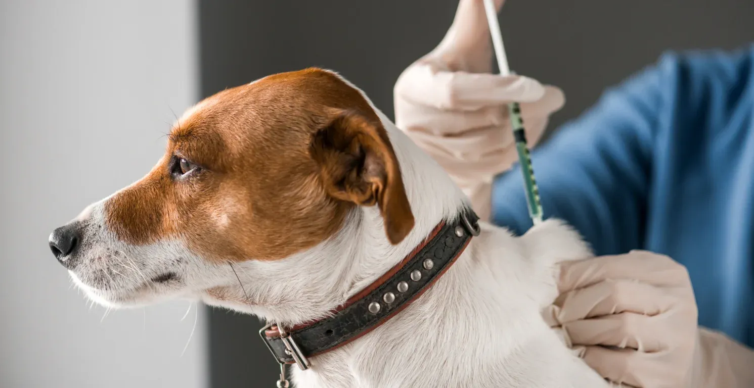 Impfungen für Hunde: Pflichtimpfungen & Impfkalender