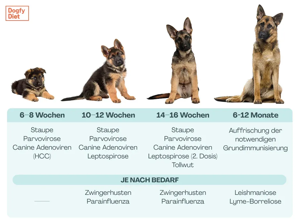 Impfkalender für Welpen