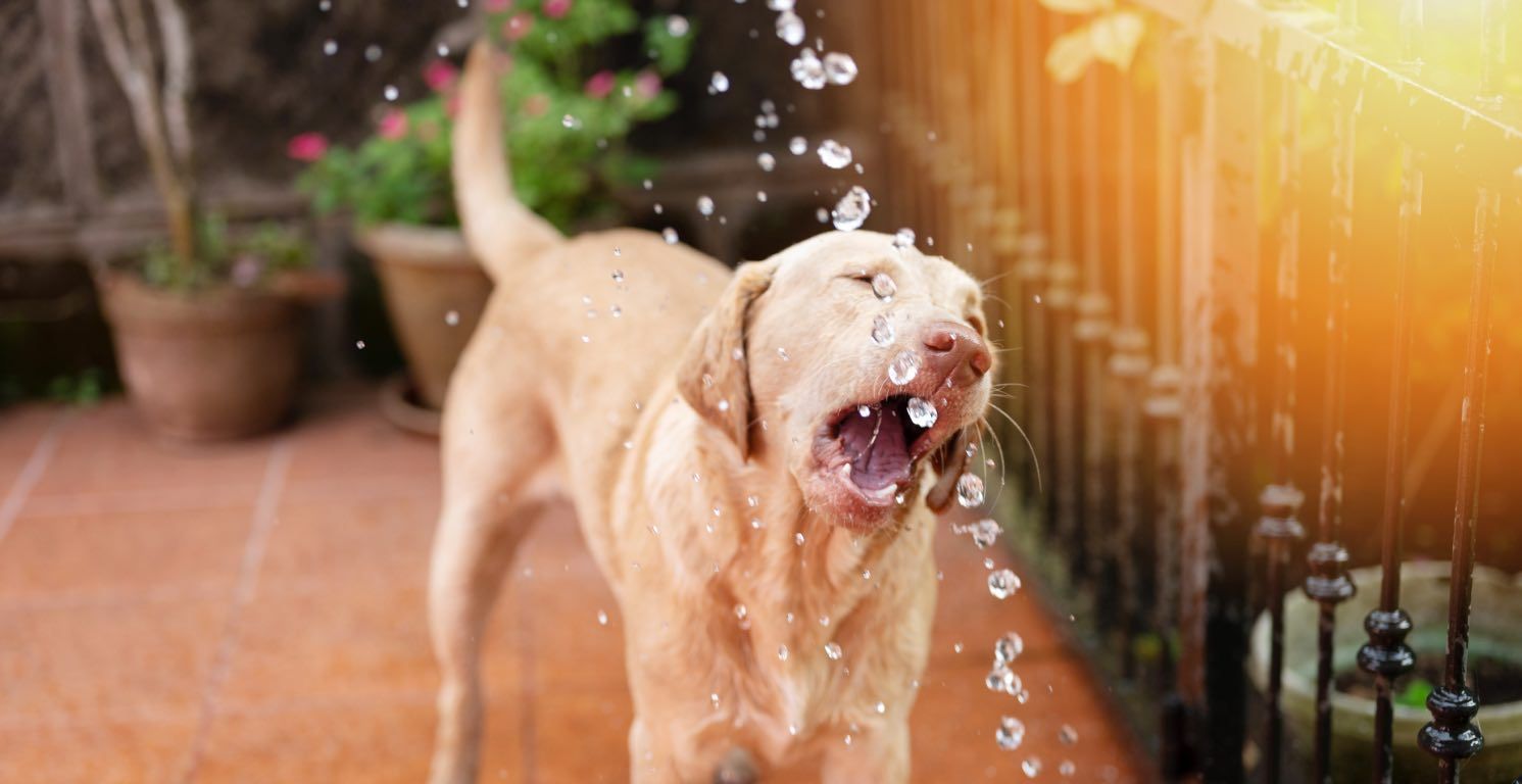 Mi perro bebe mucha agua: Causas y señales de alerta