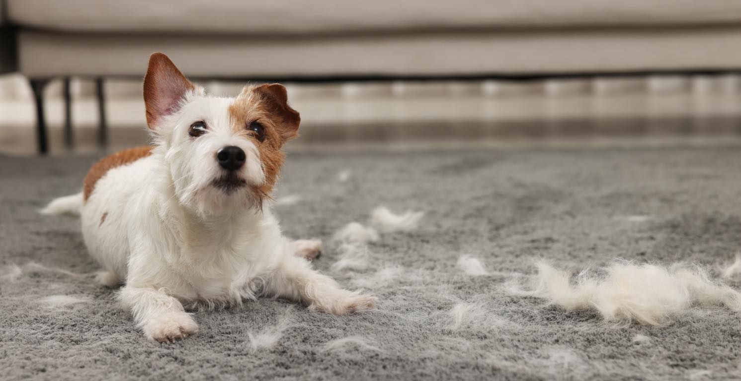 Caída de pelo en perros: causas y qué hacer