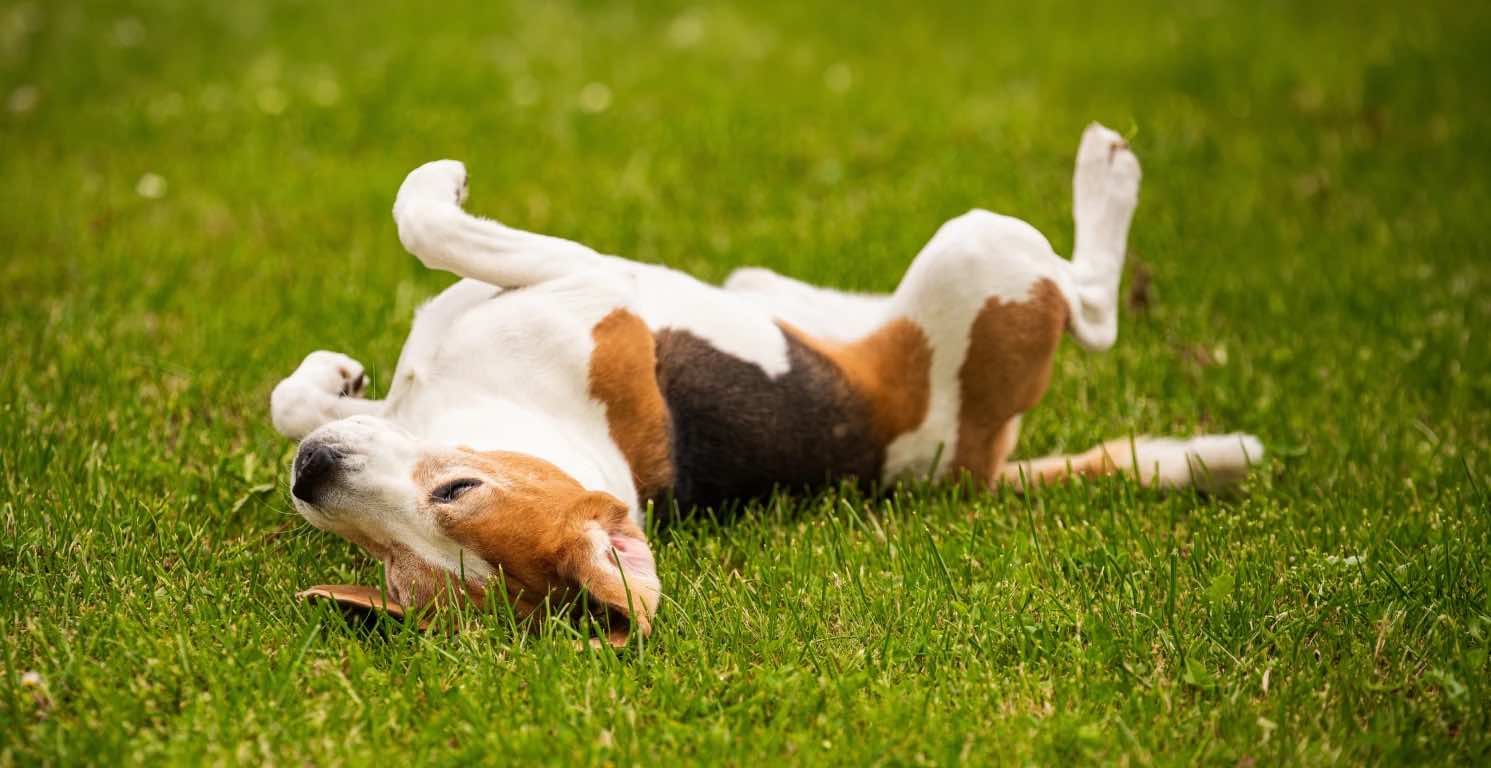 Guía de probióticos para perros, beneficios y opciones naturales