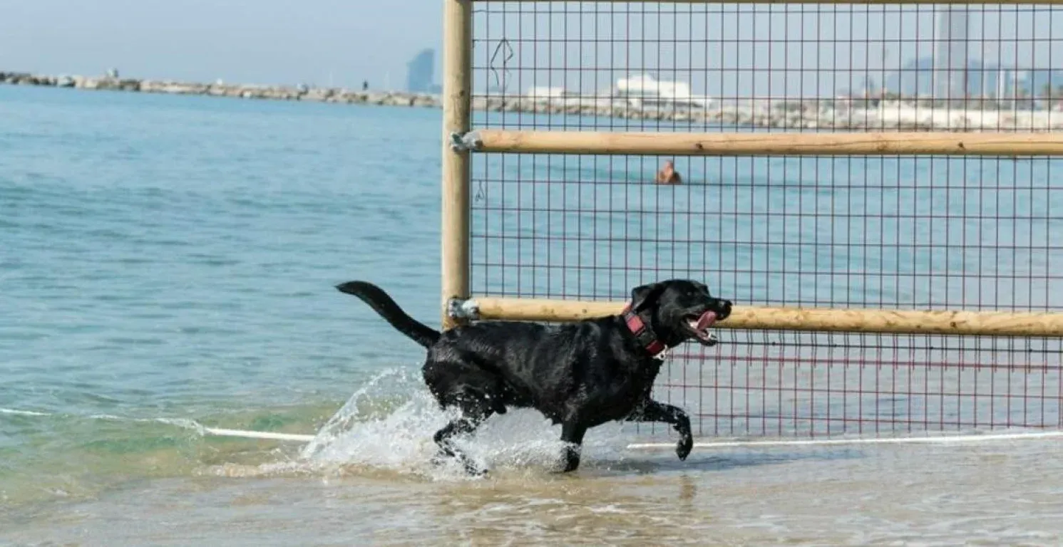 Perro disfrutando del agua en la playa Llevant de Barcelona